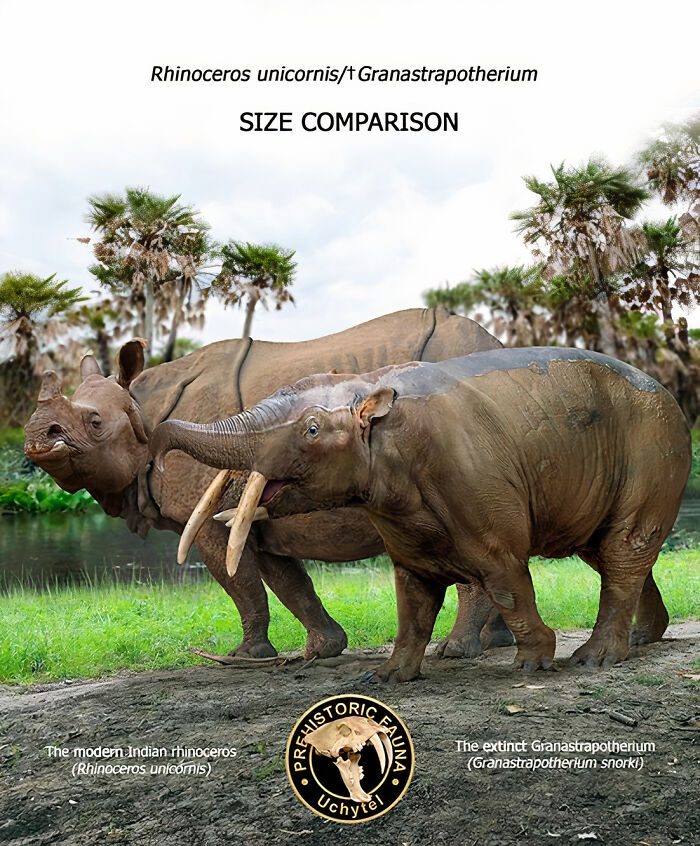 Size comparison of extinct Granastapotherium and modern Indian rhinoceros in prehistoric fauna illustration.