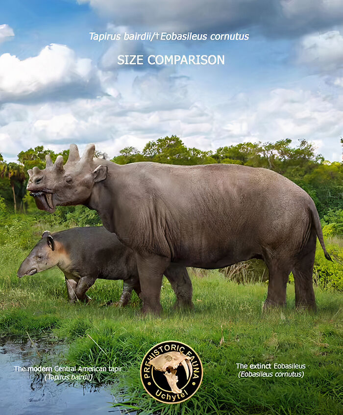 Size comparison of extinct species Eobasileus and modern Central American tapir in a natural green habitat.