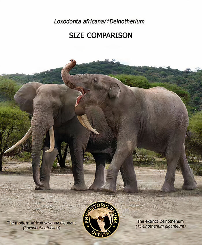 Size comparison of extinct Deinotherium and modern African savanna elephant showcasing extinct species and modern relatives.