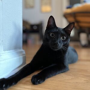 jessicacampos avatar