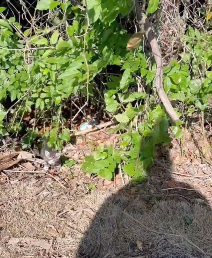 Kitten Wins Hearts Online After Asking To Be Rescued From The Bushes