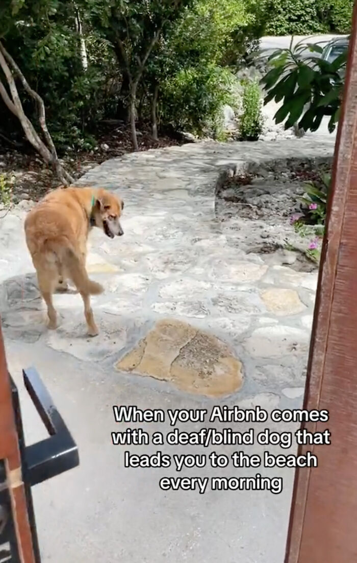 TikToker Gets Airbnb With Adorable Deaf and Blind Dog Who Guides Guests To The Beach TikToker Gets Airbnb With Adorable Deaf and Blind Dog Who Guides Guests To The Beach