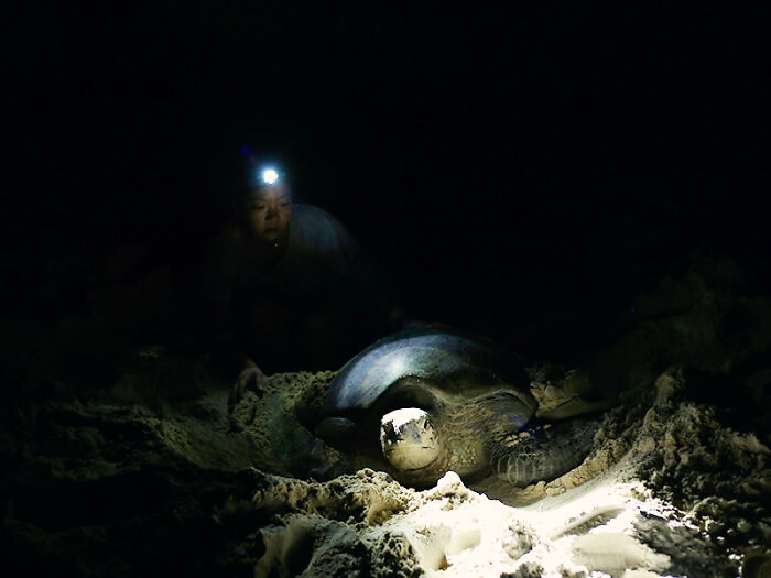 Green Turtles: The Little "Wanderers" In The Middle Of The Ocean Green Turtles: The Little "Wanderers" In The Middle Of The Ocean