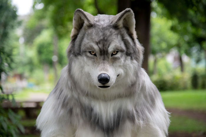 “I Feel I’m No Longer Human”: Man Spends $23,000 To Transform Into A Wolf “I Feel I’m No Longer Human”: Man Spends $23,000 To Transform Into A Wolf