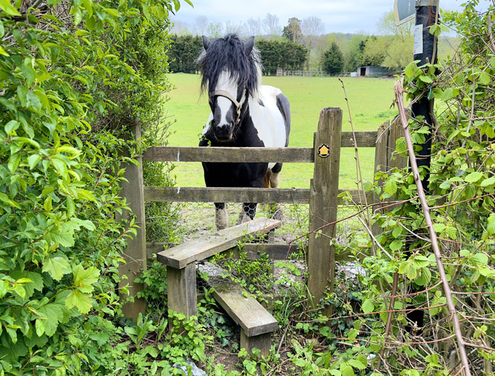 Karen Mom With Big Entitlement Energy Begs Horse Owner To Let Her 11 Y.O. Ride A Dangerous Horse Karen Mom With Big Entitlement Energy Begs Horse Owner To Let Her 11 Y.O. Ride A Dangerous Horse