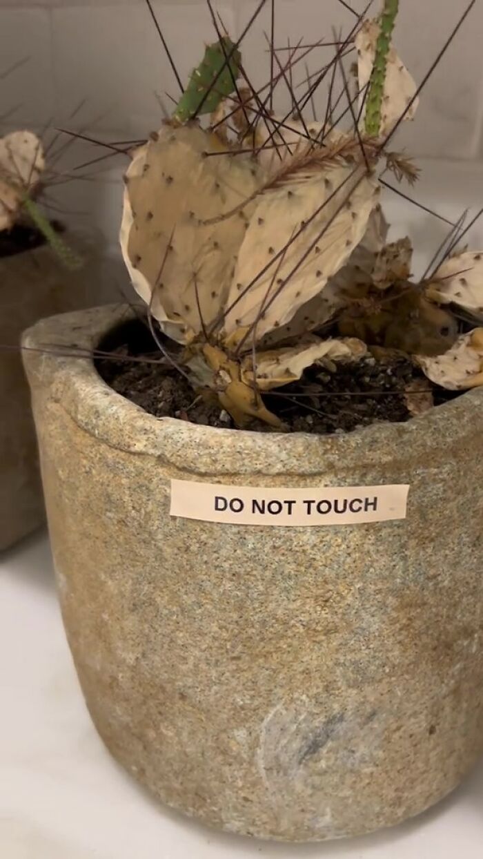 Close-up of a potted cactus with a label reading do not touch, one of many Airbnb rules displayed in notes.