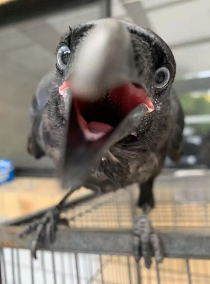 Extraordinary Tale Of A Rescued Baby Raven&rsquo;s Affectionate Mornings With His New Mom