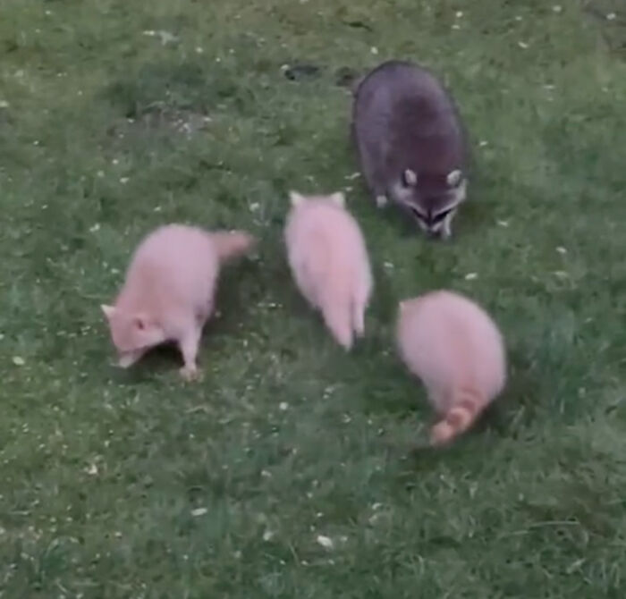 Watch Mama Raccoon Bringing Albino Babies To Her Favorite People