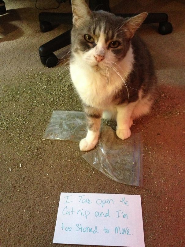 Cat Shaming: Catnip Edition