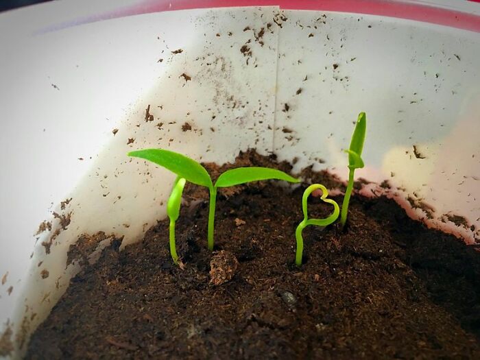 Uno de mis brotes de jalapeño me quiere