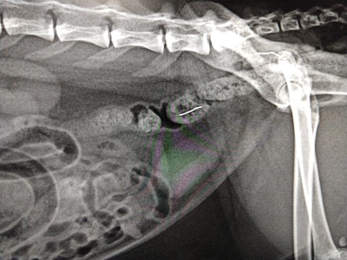 Ate A Cat Toy And Part Of A Copper Mesh Scouring Pad