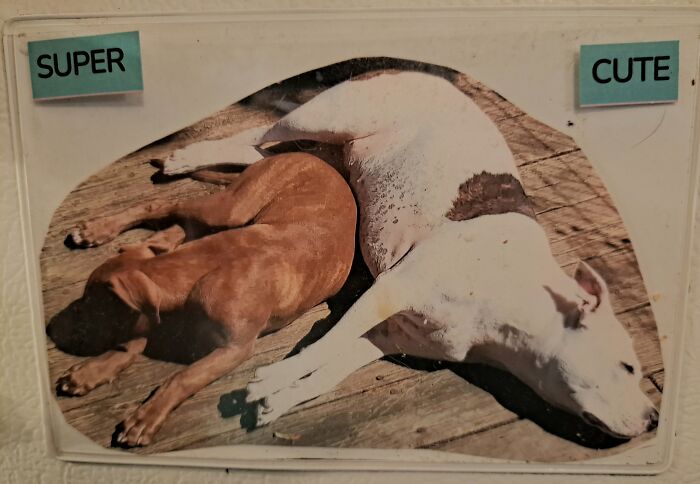 This Photo On My Fridge Of My Dogs Sunning