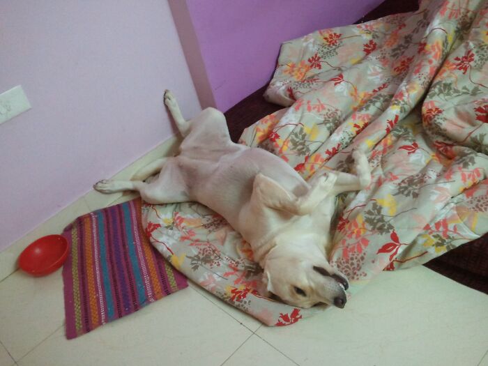 Iris Stretching In Her Sleep