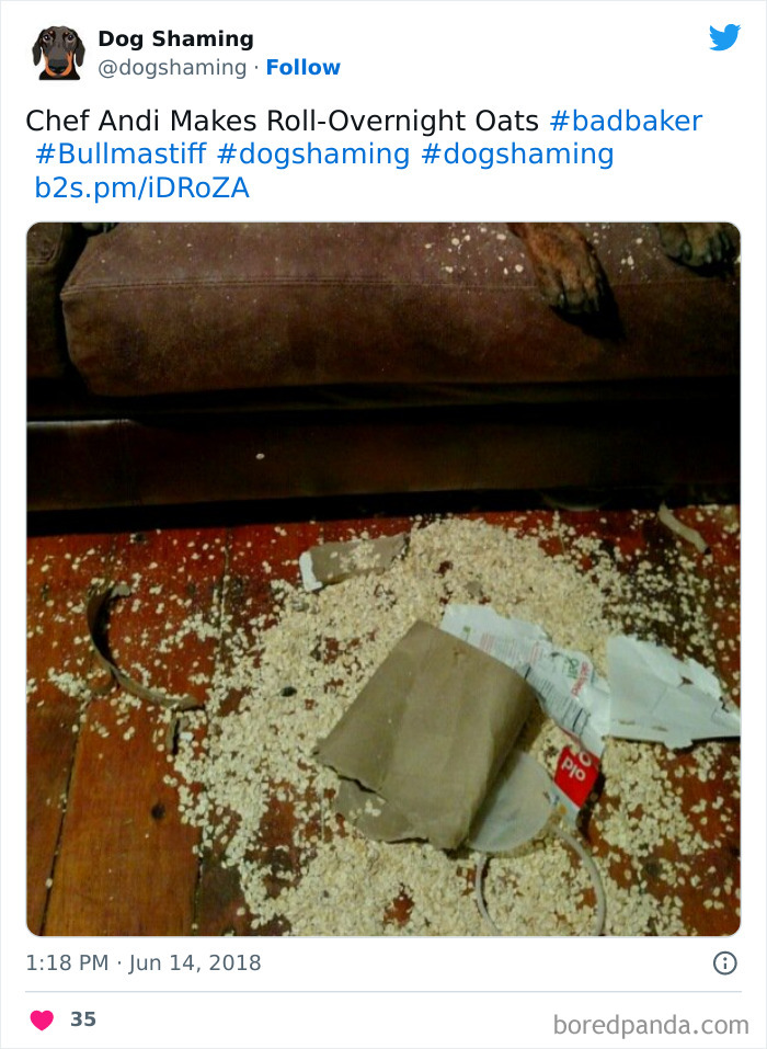 Funny-Dog-Shaming-Pics