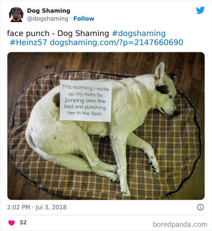 Funny-Dog-Shaming-Pics