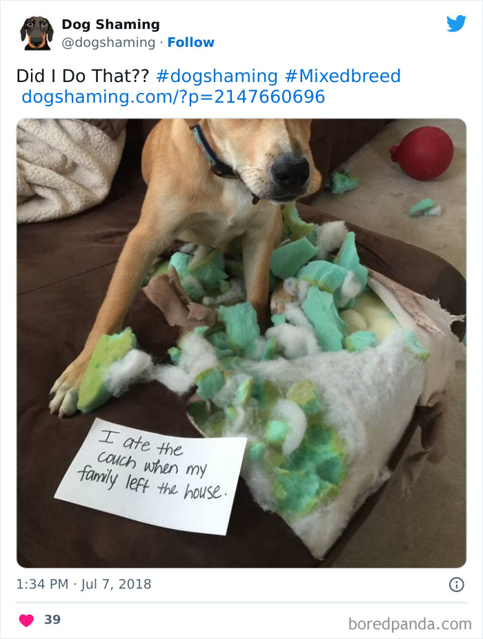 Funny-Dog-Shaming-Pics