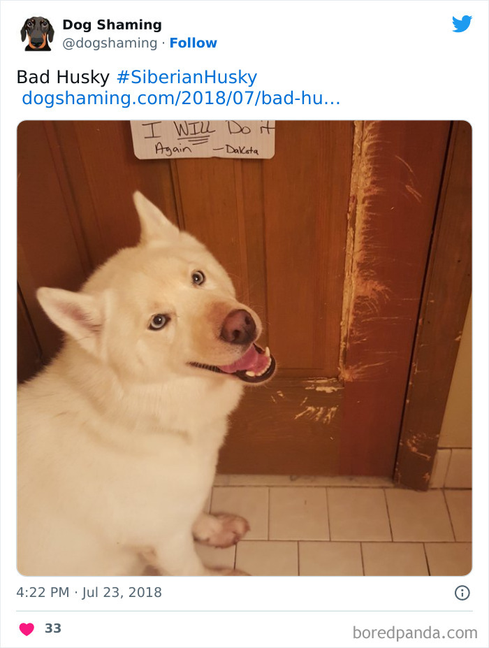 Funny-Dog-Shaming-Pics