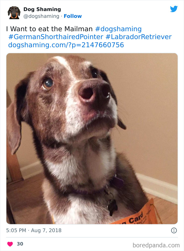 Funny-Dog-Shaming-Pics