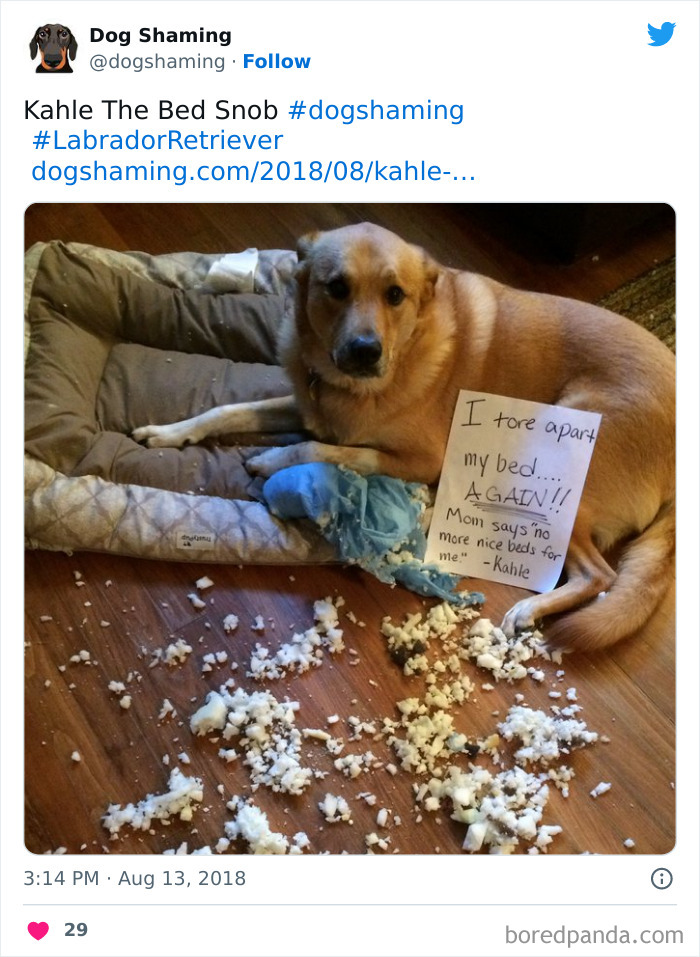 Funny-Dog-Shaming-Pics