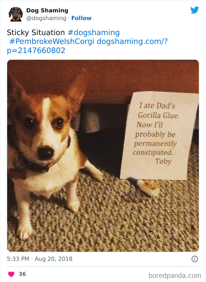 Funny-Dog-Shaming-Pics