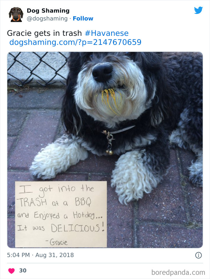 Funny-Dog-Shaming-Pics