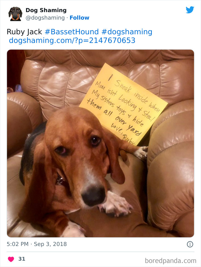 Funny-Dog-Shaming-Pics