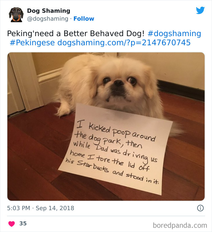 Funny-Dog-Shaming-Pics