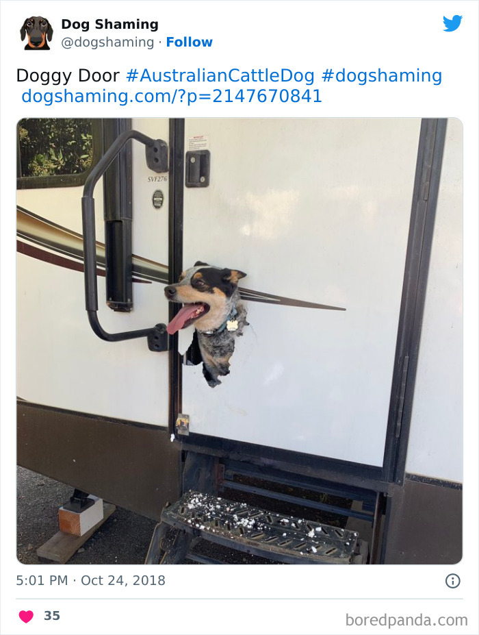 Funny-Dog-Shaming-Pics