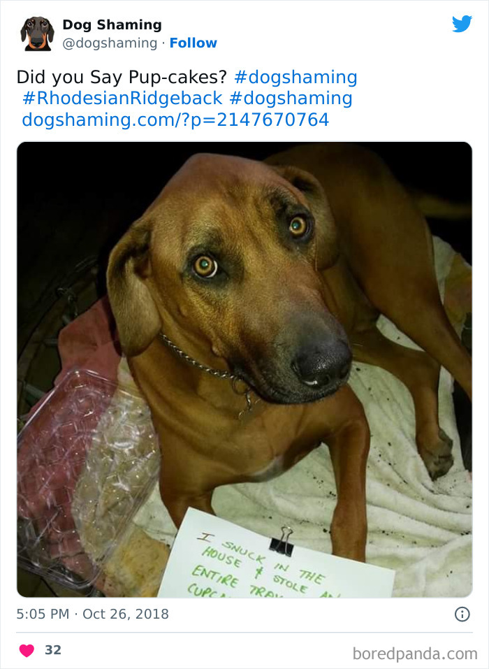 Funny-Dog-Shaming-Pics