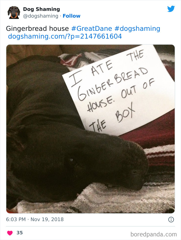 Funny-Dog-Shaming-Pics