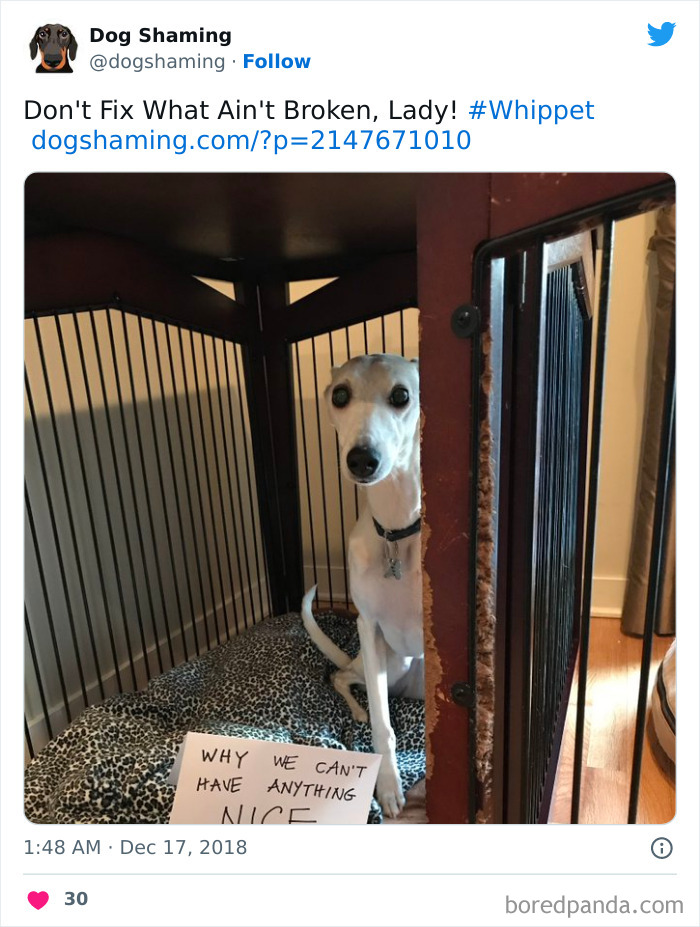 Funny-Dog-Shaming-Pics