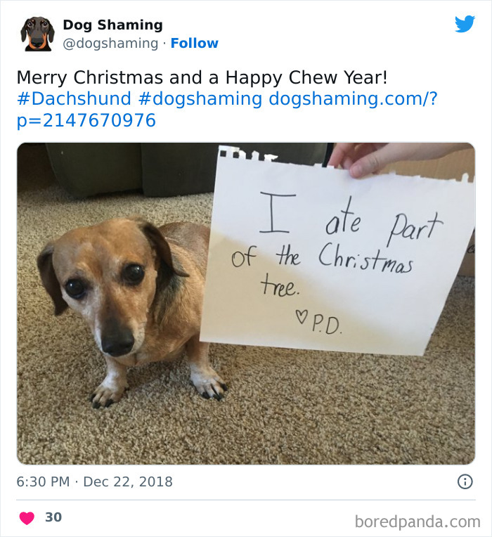 Funny-Dog-Shaming-Pics