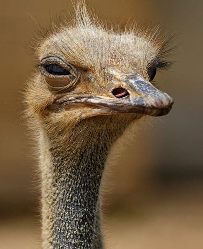 Close-up of an ostrich displaying a skeptical expression representing common annoying facts and urban legends.