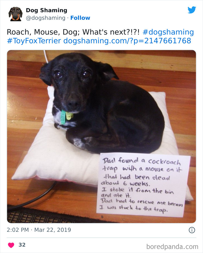 Funny-Dog-Shaming-Pics
