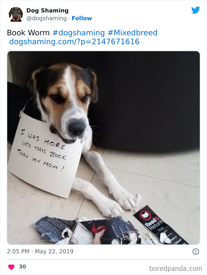 Funny-Dog-Shaming-Pics