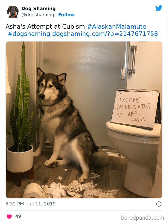 Funny-Dog-Shaming-Pics