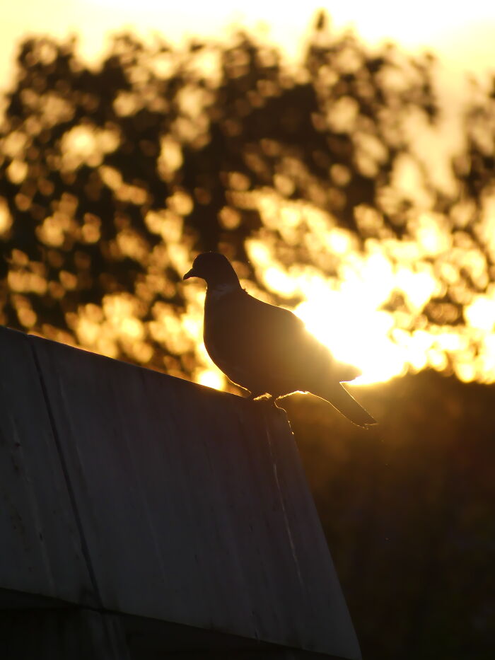 Rooftop Pigeon, Yooma Hotel, Paris