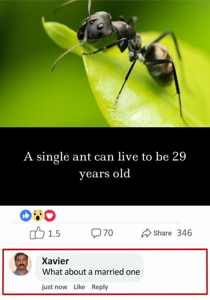 Xavier humorously replies to a fact about ant lifespan, asking about married ants.