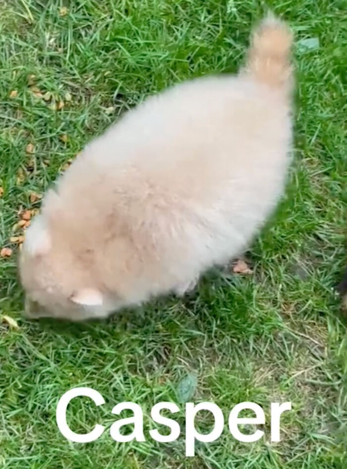 Watch Mama Raccoon Bringing Albino Babies To Her Favorite People