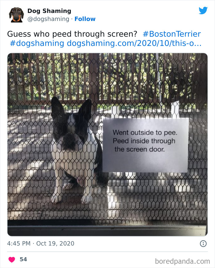 Funny-Dog-Shaming-Pics