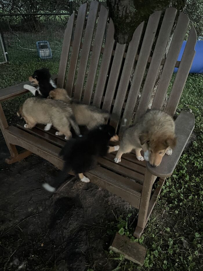 This Bench At A Yard Sale
