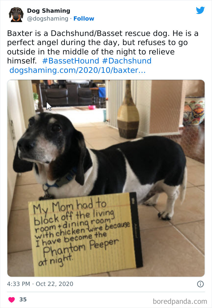 Funny-Dog-Shaming-Pics