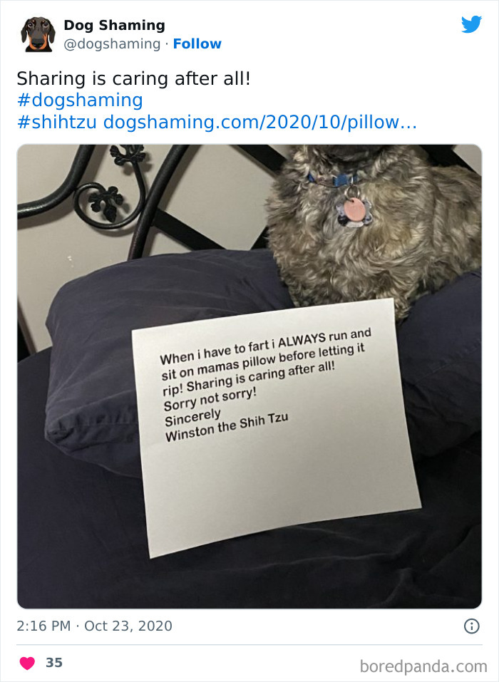 Funny-Dog-Shaming-Pics