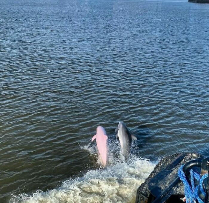 Rare Pink Dolphin Spotted At The Coast Of Louisiana Rare Pink Dolphin Spotted At The Coast Of Louisiana