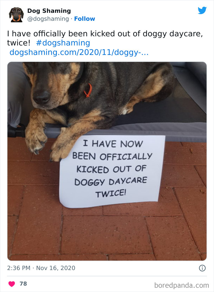 Funny-Dog-Shaming-Pics