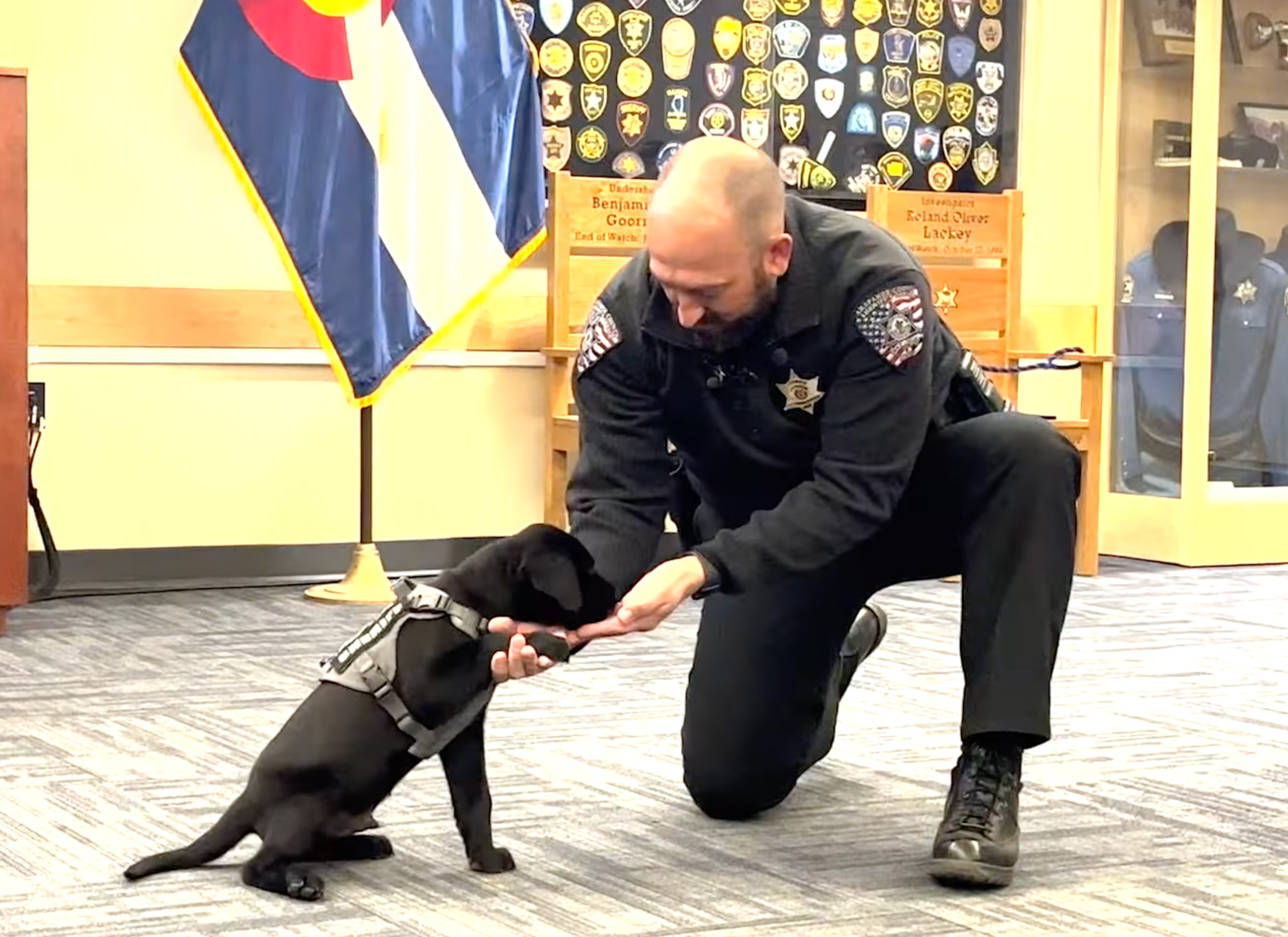 K9 Puppy Melts Hearts By Dozing Off During Swearing-In Ceremony K9 Puppy Melts Hearts By Dozing Off During Swearing-In Ceremony