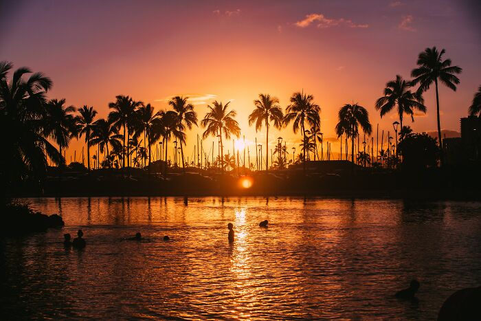 Sunset over water with people swimming and palm trees silhouetted, illustrating human stupidity has no limits concept.