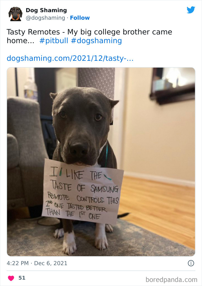 Funny-Dog-Shaming-Pics