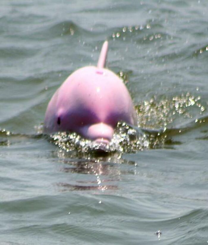 Rare Pink Dolphin Spotted At The Coast Of Louisiana Rare Pink Dolphin Spotted At The Coast Of Louisiana