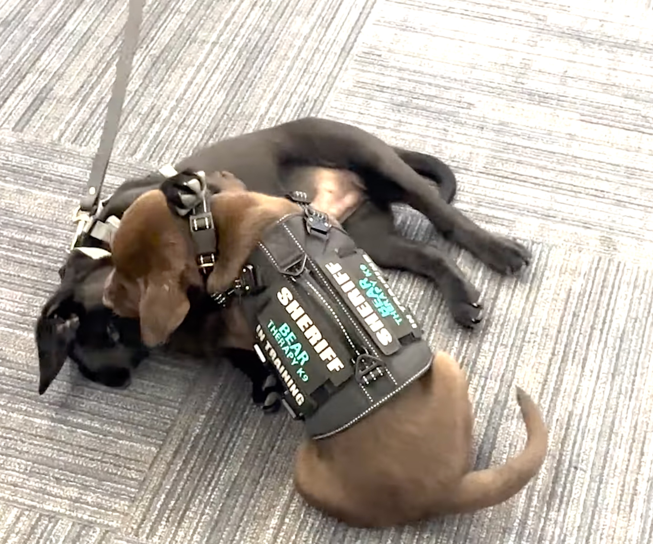 K9 Puppy Melts Hearts By Dozing Off During Swearing-In Ceremony